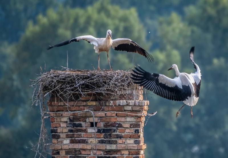 Professional Chimney Animal Removal Services in Melrose, Massachusetts