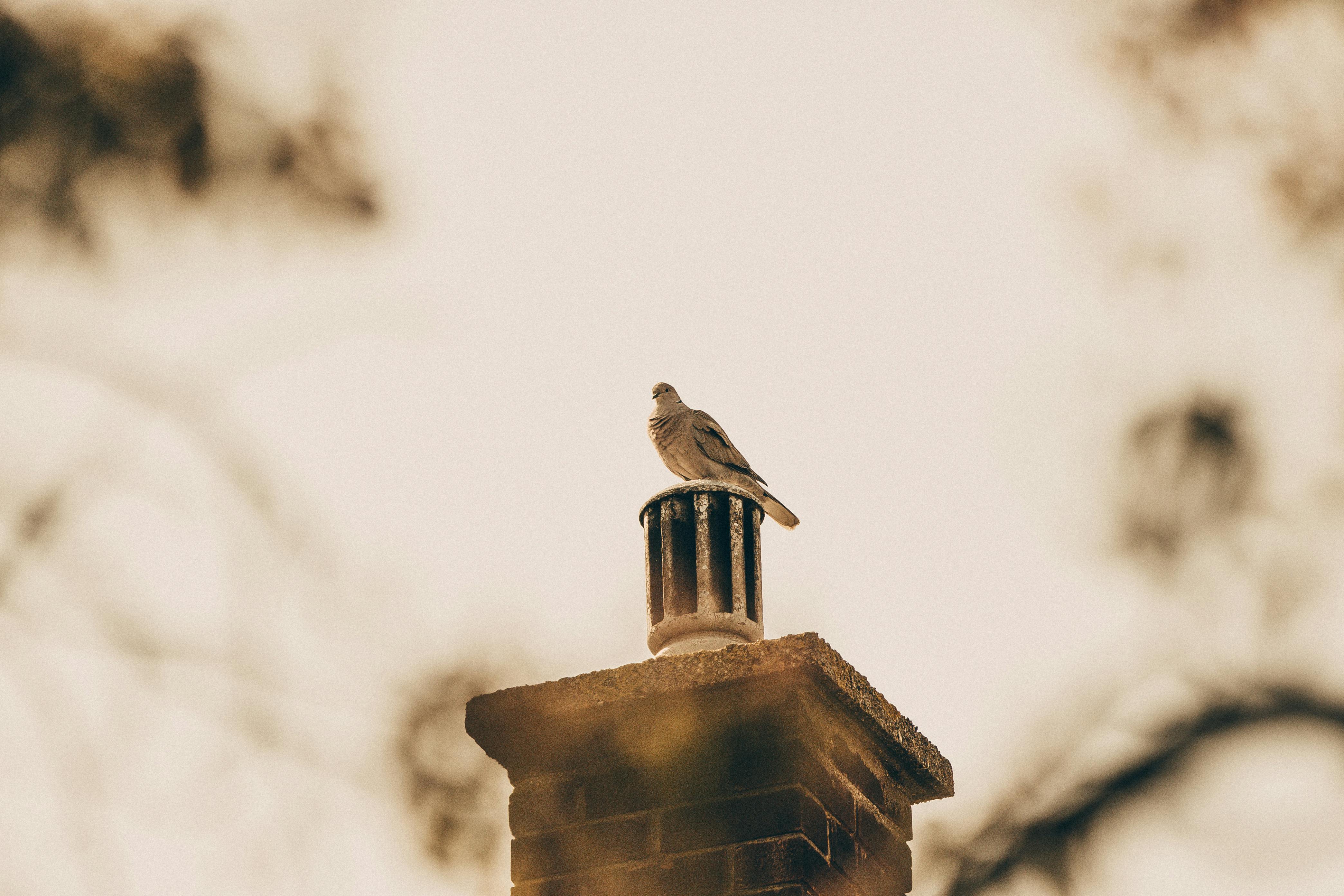Expert Chimney Cap Installation in Melrose, Massachusetts